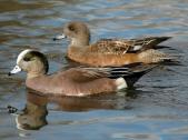 Whidbey Birds